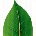 Green leaf icon symbolizing organic products and natural ingredients.